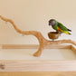 Deluxe Tabletop Perfect Tree (with Bowl) - Tree Stand for Parakeets and Small Parrots