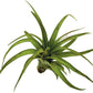 Air Plants - Tillandsia Brachycaulos Multiflora, Jumbo 5-7" - 1 ct - Live Arrival Guaranteed - House Plants for Home Decor & Gift