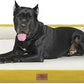 Comfort Expression XXL Dog Bed Orthopedic Foam, Waterproof Dog Beds for Oversized Dogs, Washable Dogs Sofa Bed with Removable Cover & Non-Slip Bottom(XX-Large,Spicy Mustard)