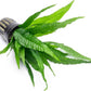 Java Fern Live Aquarium Plants - Potted Freshwater Plant for Fish Tanks - Beginner Friendly, Low Light (Java Fern, 5 Pots)