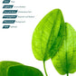 Live Plants - Argentine Sword (Echinodorus ascherianus) - Low to Medium Light, Bright Green Accent for Background Freshwater Aquarium Aquascaping - Pot