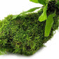 Live Aquarium Plants on Driftwood, Lava Rock, Moss, Fiber Mat - Freshwater Fish Tanks - Easy, Beginner Friendly (Java Fern with Moss, Driftwood (Medium))