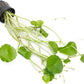 Live Aquarium Stem Plants - Freshwater Aquatic Plant for Fish Tanks, Aquascaping - (Hydrocotyle Verticillata, 1 Bunch)