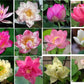 50 Sacred Lotus Seeds for Planting in Water Mixed Flower Color Pink Red White Yellow Multicolor Aquatic Nelumbo nucifera Bonsai Bowl Lotus Seed Ponds Water Feature Gardens Water Lily (50, Lotus Seed)