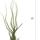 Live Air Plants - Tillandsia Butzii, Jumbo 7-9" - 2ct - Live Arrival Guaranteed - House Plants for Home Decor & Gift