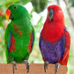 Super Bird Creations SB1153 Sure-Grip Grooming Perch Large, Medium/Large Bird Size - Enriches Beak and Foot Health - Ideal for Parrots Parakeets Quakers -Large Bird Size, 1 1/4" diam x 12" (Large)
