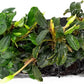 Live Aquarium Plants on Driftwood, Lava Rock, Moss Mat - Freshwater Fish Tank Plants (Bucephalandra Mix, Driftwood (Medium))