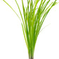 Live Aquarium Stem Plants - Freshwater Aquatic Plant for Fish Tanks, Aquascaping - (Cyperus Helferi, 4 Bunches)
