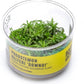Ultum Nature Systems Downoi Pogostemon Helferi Tissue Culture Live Plant for Aquarium, Aquascape, Freshwater Fish Tanks - 100% Snail Free in Vitro
