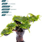 Live Planted Bonsai - Java Moss on Bonsai Driftwood - Bright Green Aquascaping Decor for Freshwater Aquariums - Large