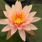 Live Hardy Water Lily Tubers Rhizomes Bulb Seed Nymphaea Aquatic Pond Plants Water Gardens Pre-Grown Flower in White Pink Red Yellow Orange Blue Purple (1, Peach Hardy Pond Lily)