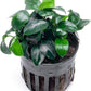 Anubias Live Aquarium Plants - Potted Freshwater Plant for Fish Tanks, Terrariums - Beginner Friendly Low Light (Nana Petite, 1 Pot)
