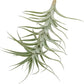 Live Air Plants - Tillandsia Albida 7-12" - 2ct – ragnaroc Live Indoor Plant - Live Arrival Guaranteed - House Plants for Home Decor & Gift