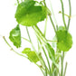 Live Aquarium Stem Plants - Freshwater Aquatic Plant for Fish Tanks, Aquascaping - (Hydrocotyle Verticillata, 1 Bunch)