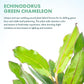 Live Plants - Echinodorus ‘Green Chameleon’ (Echinodorus sp.) - Medium to High Light, Green Red Accent, Midground to Background Placement, Freshwater Aquatic Plant - Pot
