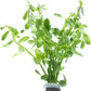 Live Aquarium Stem Plants - Freshwater Aquatic Plant for Fish Tanks, Aquascaping - (Bacopa Monnieri Variegatus, 1 Bunch)