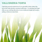 Live Plant - Tall Grass, Vallisneria Torta - Easy Care, Moderate to High Light, Bright Green Accent, Freshwater Aquatic Plant for Aquascaping - Lead Bunch