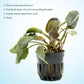 Live Plants - Lagenandra Meeboldii Red (Lagenandra meeboldii) - Moderate to High Light Tank Display, Red to Bronze Accent, Midground Placement, Freshwater Aquatic Plant - Pot