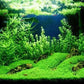 Foreground Potted Live Aquarium Plants | Freshwater Aquatic Plants for Aquariums (Potted Dwarf Baby Tears, 5 Pack)