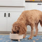 Waggo Uplift Ceramic Dog Bowl for Small Medium and Large Breeds - Heavyweight and Durable Pet Food and Water Dish Crock, Dishwasher Safe, Modern, Elevated Feeder (Mustard, Small)