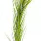 Air Plants - Tillandsia Funckiana Hybrid, Large 5-7" - 1ct - Live Arrival Guaranteed - House Plants for Home Decor & Gift