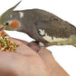 Birds LOVE All Natural Garden Blend Bird Food for Medium Birds - Cockatiels, Green Cheek Conures, Ringneck Parakeets and Small Quakers 4lb