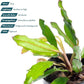 Live Plants - Echinodorus ‘Green Chameleon’ (Echinodorus sp.) - Medium to High Light, Green Red Accent, Midground to Background Placement, Freshwater Aquatic Plant - Pot