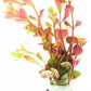 Live Aquarium Stem Plants - Freshwater Aquatic Plant for Fish Tanks, Aquascaping - (Rotala Rotundifolia Orange Juice, 1 Bunch)