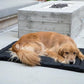 K9 Ballistics Tough Ripstop Dog Crate Pad - Durable & Machine Washable with Non-Skid Bottom and 120-Day Warranty, Fits 36" Wire Crates - Medium, Light Gray Velvet