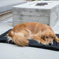 K9 Ballistics Tough Ripstop Dog Crate Pad - Durable & Machine Washable with Non-Skid Bottom and 120-Day Warranty, Fits 36" Wire Crates - Medium, Sandstone