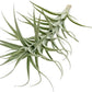 Live Air Plants - Tillandsia Albida 7-12" - 5ct – ragnaroc Live Indoor Plant - Live Arrival Guaranteed - House Plants for Home Decor & Gift