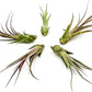 Live Air Plant – Tillandsia Capiput, Jumbo 6-9” - 2 ct - Live Arrival Guaranteed - House Plants for Home Decor & Gift