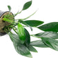 Anubias Live Aquarium Plants - Potted Freshwater Plant for Fish Tanks, Terrariums - Beginner Friendly Low Light (Congensis, 1 Pot)