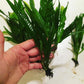 Java Fern Bare Root | Microsorum Pteropus - Low Light Freshwater Aquarium Plant