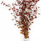Live Aquarium Red Stem Plants - Freshwater Aquatic Plant for Fish Tanks, Aquascaping - (Ludwigia Natans Super, 4 Bunches)