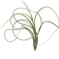 Live Air Plants - Tillandsia Butzii, Jumbo 7-9" - 2ct - Live Arrival Guaranteed - House Plants for Home Decor & Gift