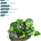 Live Plants – Anubias Nana Petite (Anubias barteri VAR. Nana 'Petite') – Low to Moderate Light, Deep Green Tiny Rounded Leaves, Foreground Placement - Planted Decor, 3 Pack