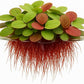 10 Plus Red Root Floater Plants Phyllanthus fluitans Floating Pond Plant Live Aquarium Floating Plants Create Shade and Hiding for Your Fish and Other inhabitants