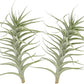Live Air Plants - Tillandsia Albida 7-12" - 2ct – ragnaroc Live Indoor Plant - Live Arrival Guaranteed - House Plants for Home Decor & Gift