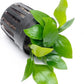 Anubias Live Aquarium Plants - Potted Freshwater Plant for Fish Tanks, Terrariums - Beginner Friendly Low Light (Nana Golden, 3 Pots)
