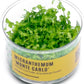 Ultum Nature Systems Micranthemum Monte Carlo Tissue Culture Live Plant for Aquarium, Aquascape, Freshwater Planted Fish Tanks - 100% Snail Free in Vitro
