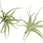 Live Air Plants - Tillandsia Albida 3-5" - 2ct – ragnaroc Live Indoor Plant - Live Arrival Guaranteed - House Plants for Home Decor & Gift