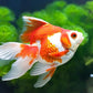 Aquatic Foods Inc. Premium Community Tropical Fish Flakes. All-Around Flakes for Tetras, Livebearers, Anglefish, Cichlids, Goldfish, Guppies 2-Type Pellet Mix & 4-Type Wafers Included...1/2-lb Bag