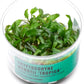 Ultum Nature Systems Cryptocoryne Wendtii Tropica Tissue Culture Live Plant for Aquarium, Aquascaping, Freshwater Fish Tanks - 100% Snail Free in Vitro