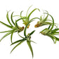 Air Plants - Tillandsia Capitata (Peach), Large 5-7” - 5 ct - Live Arrival Guaranteed - House Plants for Home Decor & Gift