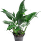 Anubias Live Aquarium Plants - Potted Freshwater Plant for Fish Tanks, Terrariums - Beginner Friendly Low Light (Lanceolata, Mother Plant)