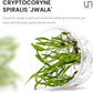 UNS Snail Free TC Jwala Crypt (Cryptocoryne spiralis 'Jwala') - Medium Light, Green-Red Aquatic Plant, Midground to Background Placement - Rosette Growth - Tissue Culture - 1 Pack