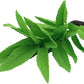 2-Pack 12 Inch Aquarium Silk Aquarium Plants, Artificial Plastic Plant for Small Tank, Goldfish, Fish Hides (Green A, 12 Inch)