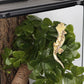 Reptile Plants for Terrarium, Amphibian Habitat Decor Artificial Hanging Plants with Suction Cup - Fake Shamrock
