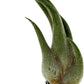 Air Plants - Tillandsia Seleriana, Large 4-6" - 3ct - Live Arrival Guaranteed - House Plants for Home Decor & Gift